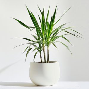 product 05